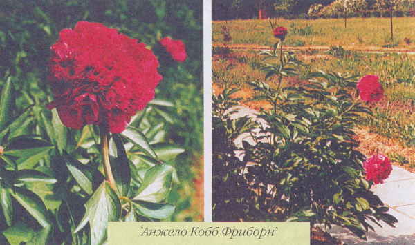 Марианна Успенская - Пионы