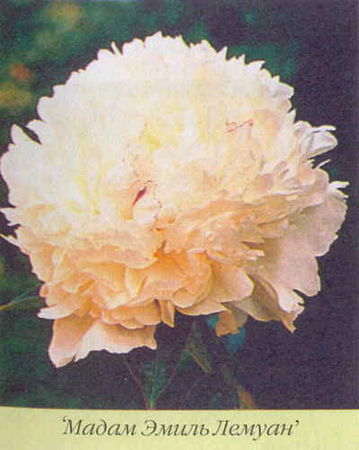 Марианна Успенская - Пионы