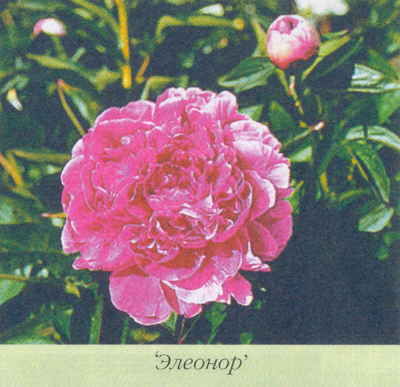 Марианна Успенская - Пионы