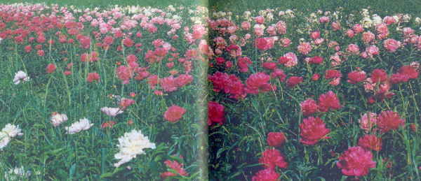 Марианна Успенская - Пионы