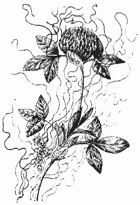 Ольга Шумахер, Оксана Петросян - Борьба с сорняками