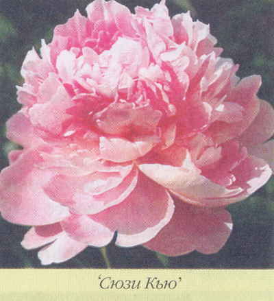 Марианна Успенская - Пионы