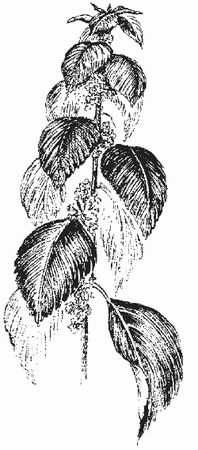 Ольга Шумахер, Оксана Петросян - Борьба с сорняками