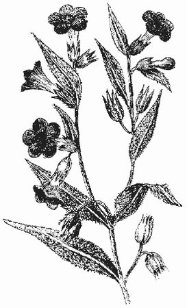 Ольга Шумахер, Оксана Петросян - Борьба с сорняками