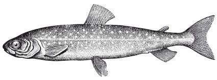 Леонид Сабанеев - Жизнь и ловля пресноводных рыб