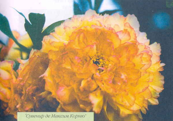 Марианна Успенская - Пионы