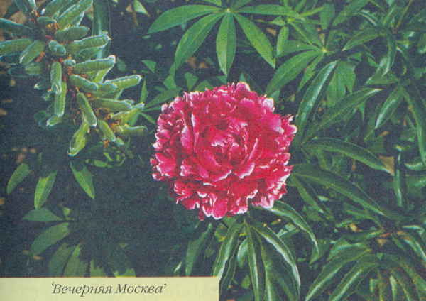 Марианна Успенская - Пионы