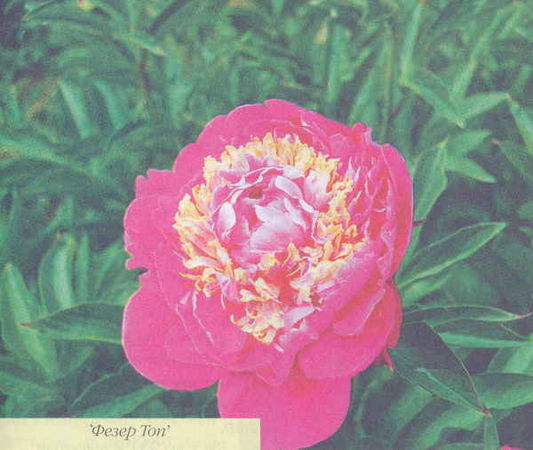 Марианна Успенская - Пионы