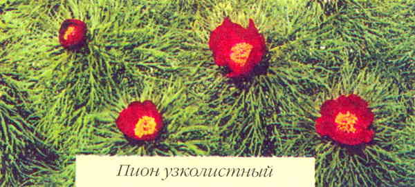 Марианна Успенская - Пионы