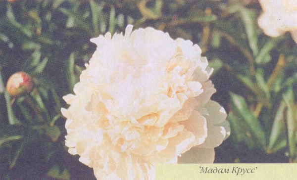 Марианна Успенская - Пионы