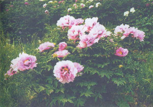 Марианна Успенская - Пионы