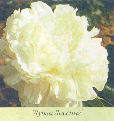 Марианна Успенская - Пионы