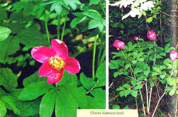 Марианна Успенская - Пионы