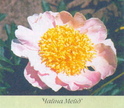 Марианна Успенская - Пионы