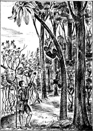 Виктор Гончаров - Под солнцем тропиков. День Ромэна