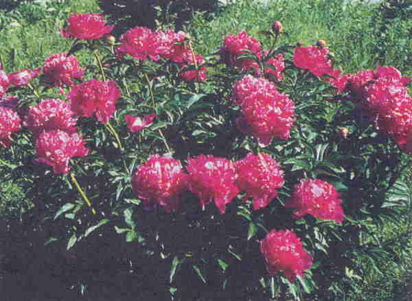 Марианна Успенская - Пионы