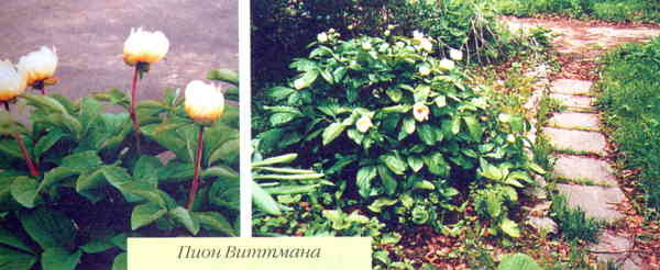 Марианна Успенская - Пионы