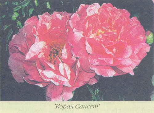 Марианна Успенская - Пионы