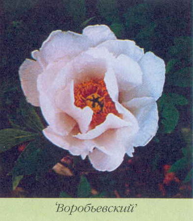 Марианна Успенская - Пионы