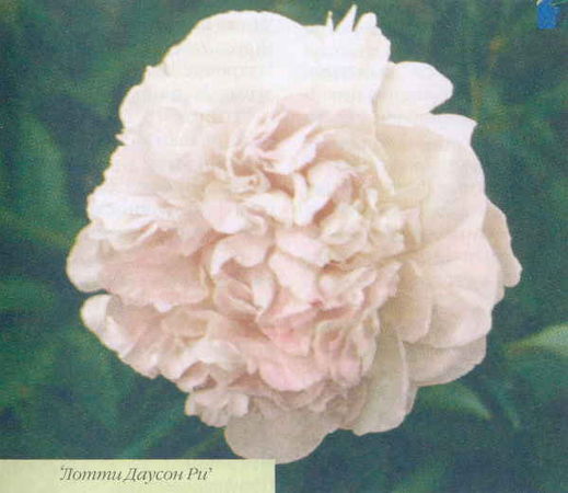 Марианна Успенская - Пионы