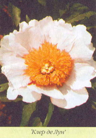 Марианна Успенская - Пионы