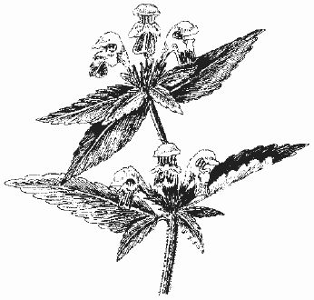 Ольга Шумахер, Оксана Петросян - Борьба с сорняками