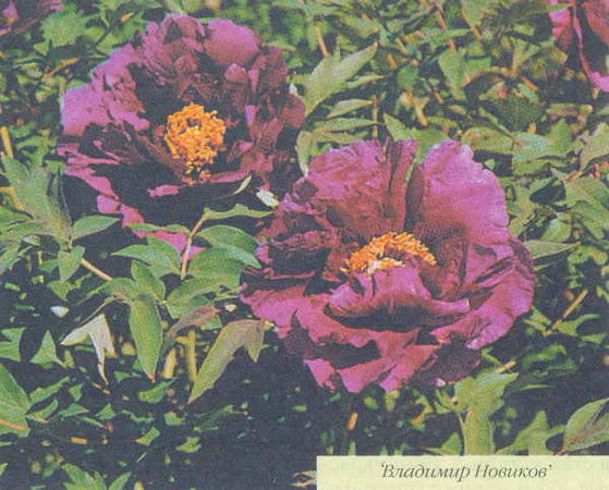 Марианна Успенская - Пионы