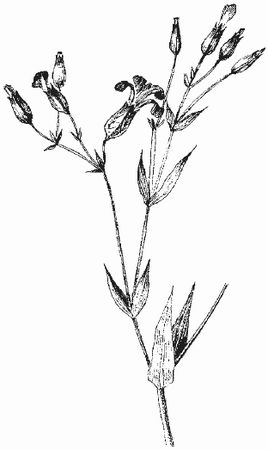 Ольга Шумахер, Оксана Петросян - Борьба с сорняками