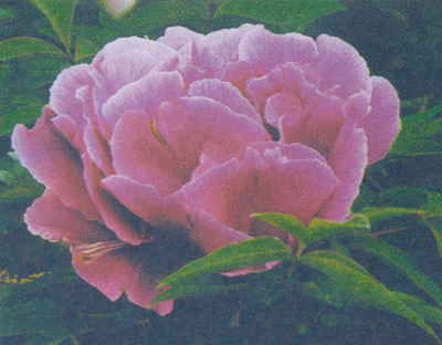 Марианна Успенская - Пионы