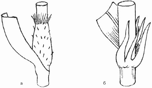 Ольга Шумахер, Оксана Петросян - Борьба с сорняками
