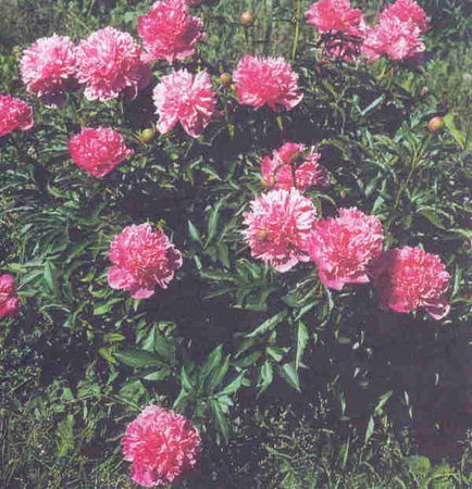 Марианна Успенская - Пионы