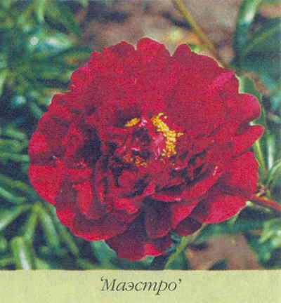 Марианна Успенская - Пионы