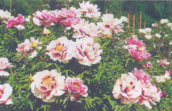 Марианна Успенская - Пионы