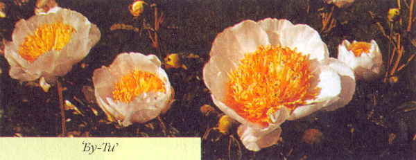 Марианна Успенская - Пионы