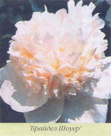 Марианна Успенская - Пионы