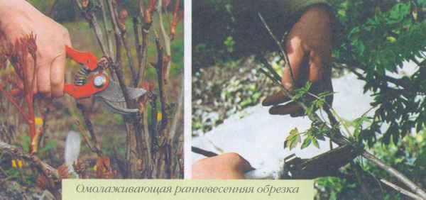 Марианна Успенская - Пионы