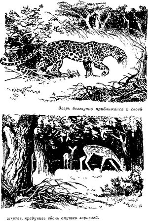 Томас Рид - Собрание сочинений, том 3. Охотники за растениями, Ползуны по...