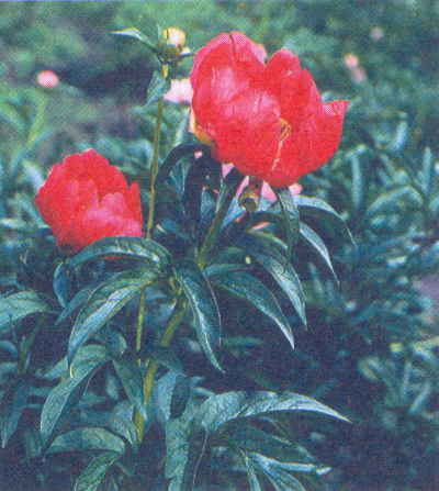 Марианна Успенская - Пионы