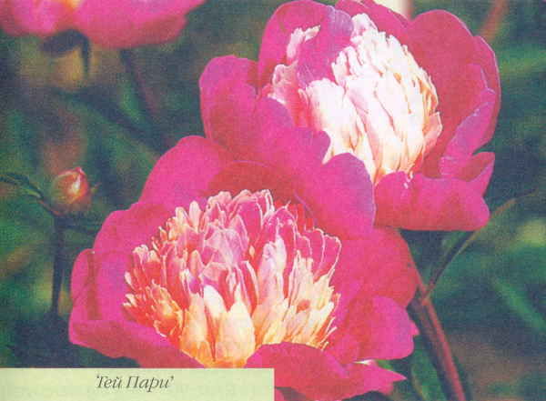 Марианна Успенская - Пионы