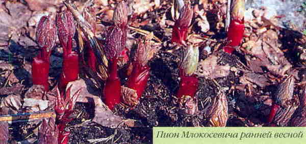 Марианна Успенская - Пионы