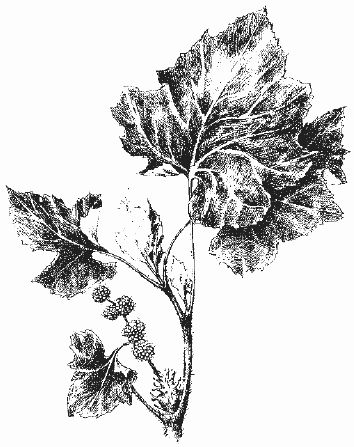 Ольга Шумахер, Оксана Петросян - Борьба с сорняками