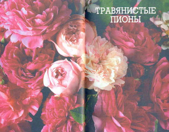 Марианна Успенская - Пионы