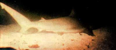 Жак-Ив Кусто, Ив Паккале - Сюрпризы моря