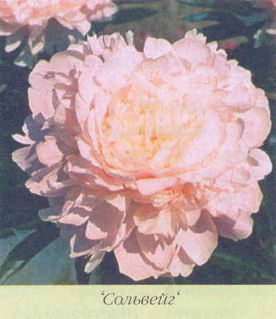 Марианна Успенская - Пионы