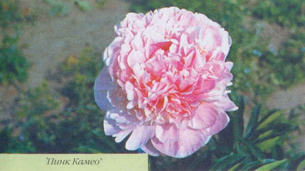 Марианна Успенская - Пионы