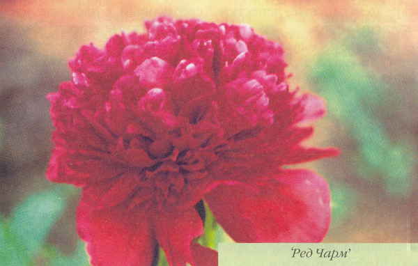 Марианна Успенская - Пионы