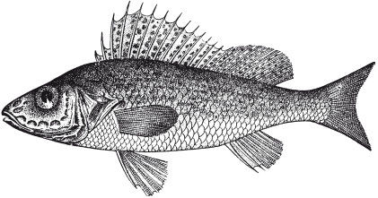 Леонид Сабанеев - Жизнь и ловля пресноводных рыб