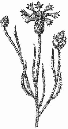 Ольга Шумахер, Оксана Петросян - Борьба с сорняками