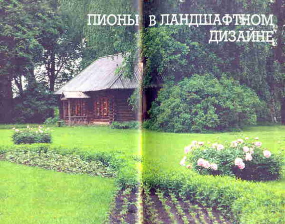 Марианна Успенская - Пионы