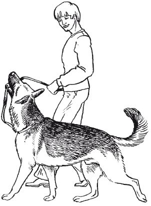 В. Гриценко - Перевоспитание собак